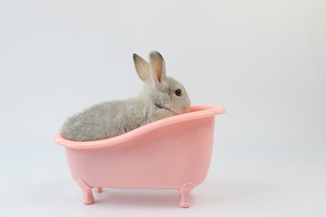 Grey Bunny Rabbit in a Pink Bath Tub, White background
