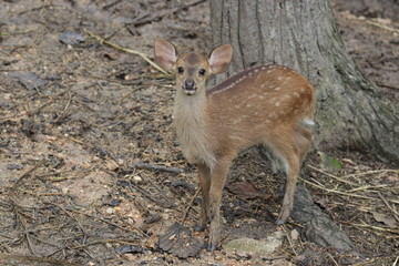 Cute Little Deer in the Yard