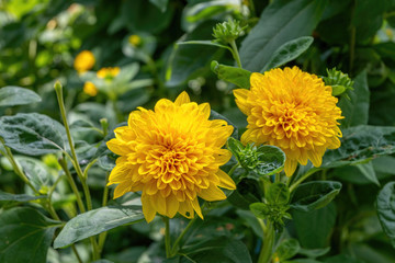 Bright  calendula marigold flower blooming in the spring sunlight