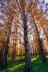 Fototapeta premium 秋の水元公園