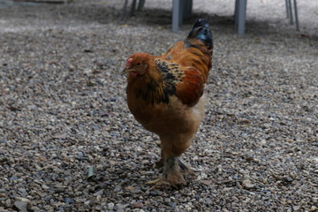 Close up Brahma Chicken looking for Food on the Ground