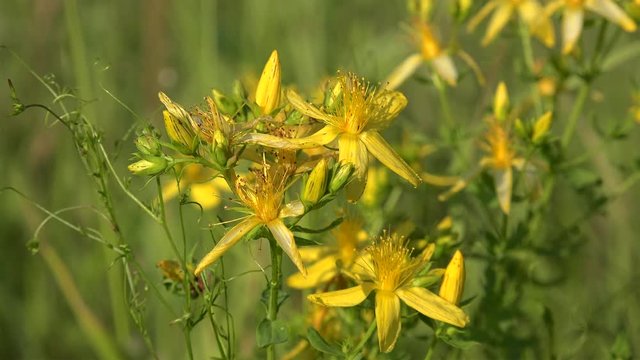 Yellow flowers of the St John's wort (Hypericum perforatum). Closeup