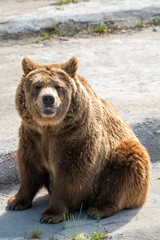 Eurasian brown bear (Ursus  arctos) also known as the European brown bear.