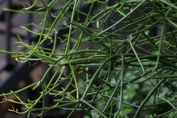Fresh Green leaves for Background