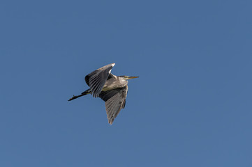 Obraz premium Black-crowned night heron (Nycticorax nycticorax) in flight