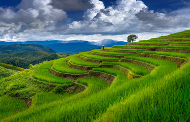 Asian rice field terrace on mountain side in Pabongpiang village, Chiang mai province,Thailand.