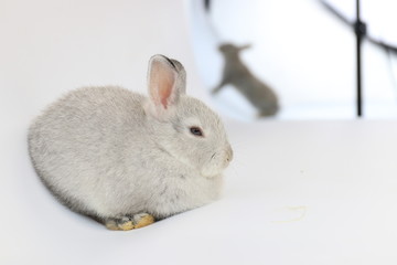 Cute Fluffy Grey Bunny Rabbit on White background