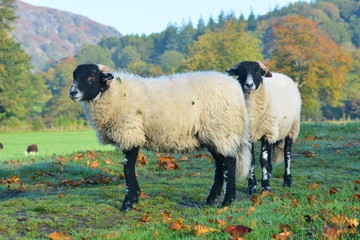 Sheep in autumn scenery