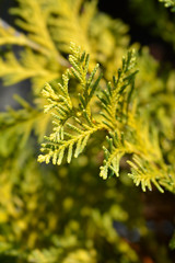 Lawsons Cypress Sunkist