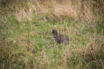 A young farm cat is sitting peacefully in the tall grass in a farm pasture