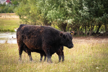 A black galloway cow and her calf standing peacefully in a summer pasture