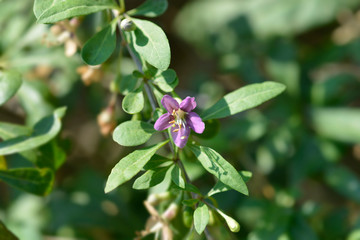 Chinese boxthorn