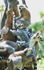 lemur on tree © Monika