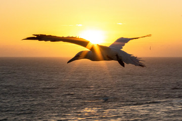 Basstölpel fliegt in den Sonnenuntergang