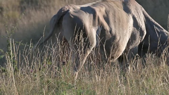 mucca al pascolo