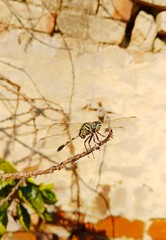 dragonfly on a branch