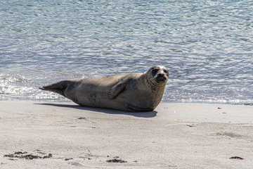 Seehund auf der Düne in Helgoland