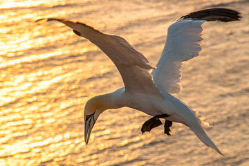 Basstölpel im Sonnenuntergang