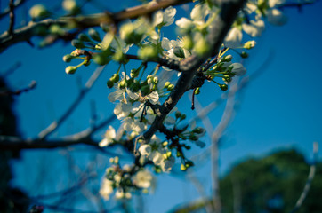 blooming cherry tree