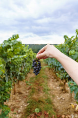 Unrecognizable woman holding a beautiful bunch of black grapes on the countryside in France.