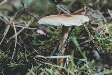 Pilz im Wald zur Pilzbestimmung