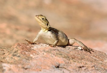 lizard on the rock