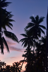 Fototapeta na wymiar Crescent moon rising over palm trees at sunset
