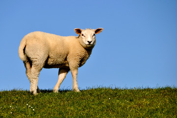 Schaf Portrait