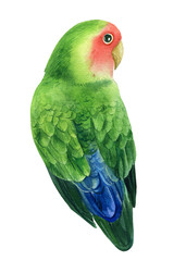 Tropical bird parrot lovebirds on a white background, watercolor illustration