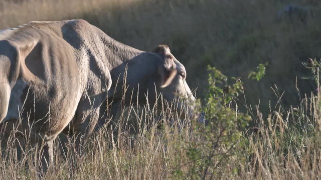mucca al pascolo