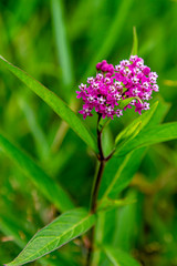 Fototapeta premium Pretty Marsh Flower