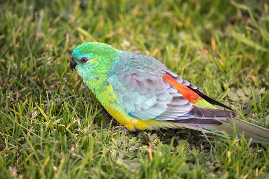 The red-rumped parrot (Psephotus haematonotus), also known as the red-backed parrot or grass parrot.