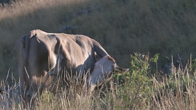 mucca al pascolo