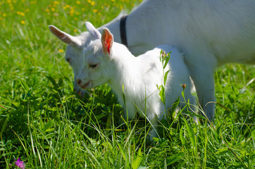 White goat and a small kid graze in a field of green grass. Bright sunny summer day. Domestic animals, farm, goat's milk. Animal protection. Selective focus. Copy space.
