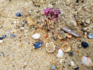 Sandy seashore and shells on it. Multi-colored seashells on the seashore.