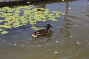 Pato