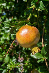 Fruta granada en el árbol