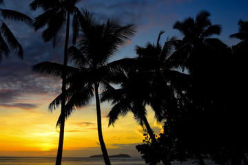 Fototapeta na wymiar palm tree silhouette at golden sunset