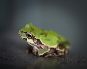 アマガエル