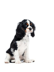 puppy spaniel dog sitting on a white background
