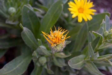 Capullo de flor margarita