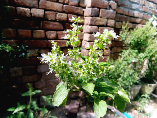 Green leaf on outdoor background