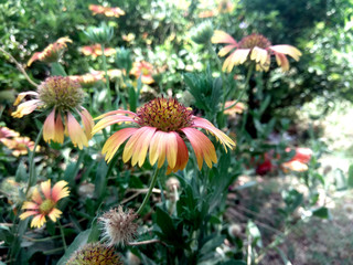 Green leaf on outdoor background