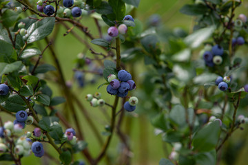 Blueberry bush covered with berries in cloudy summer day
