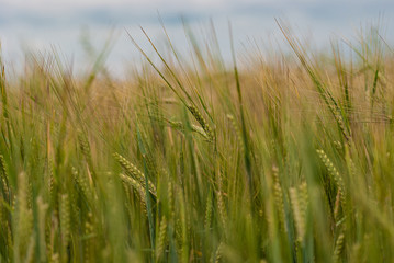 Obraz premium field of wheat