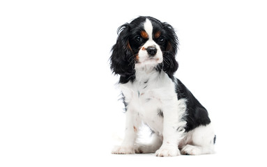 puppy spaniel dog looking on white background