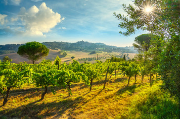 Naklejka premium Casale Marittimo village and vineyards, landscape in Maremma. Tuscany, Italy.