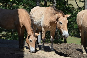 Wildpferde, Tierpark Daun