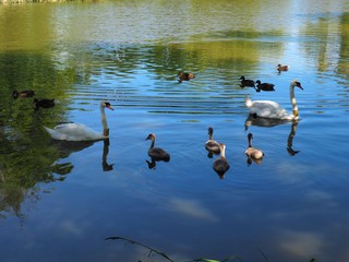 Swan family swimming in the blue water of the lake Balaton in Hungary in summer