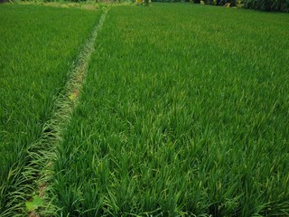 green rice field